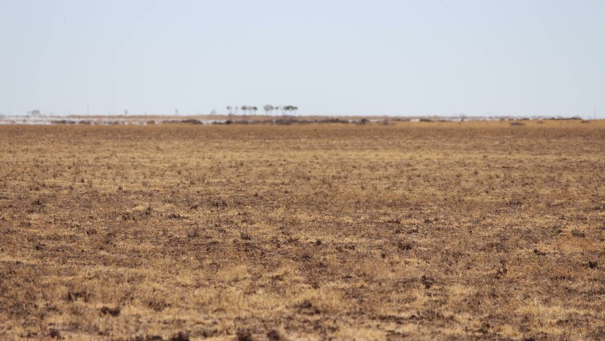One of the paddocks decimated by grasshopper activity at Wando Station, south of Winton. Picture - Donna Paynter.