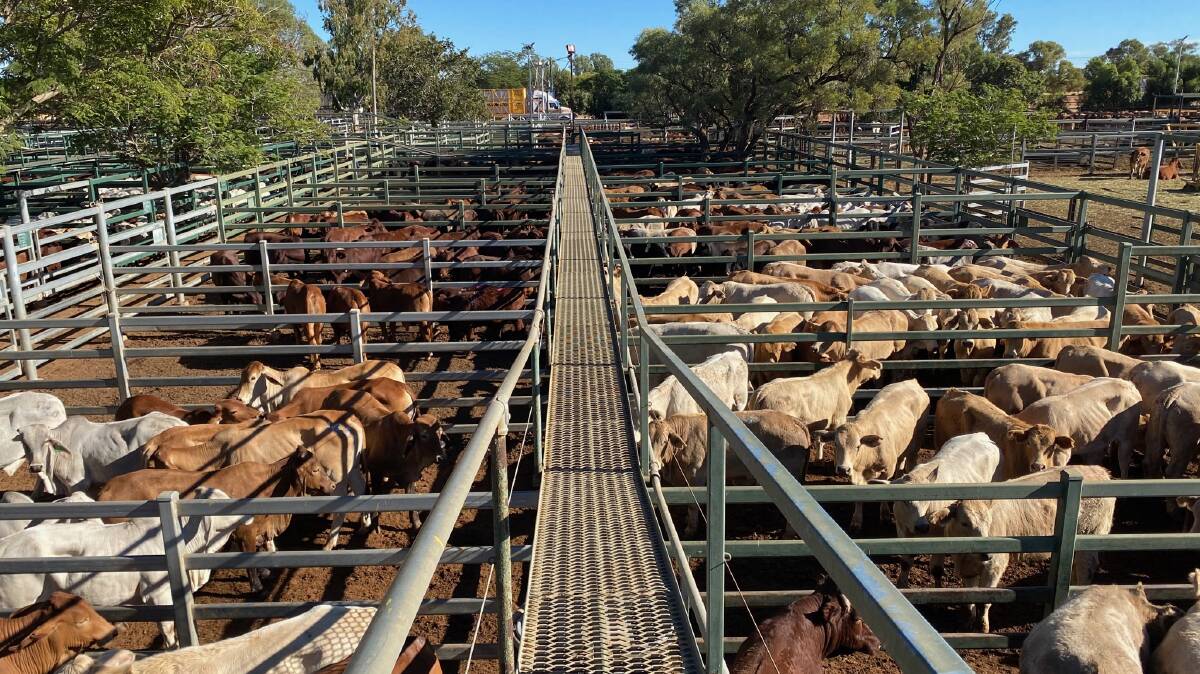 Over 5500 cattle were yarded at Blackall's monthly weaner sale on Thursday.