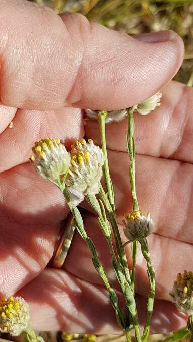 Pimelea simplex flowers and seeds contain more than 10 times the level of simplexin toxin than what is in the leaves.