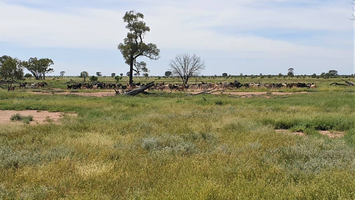 The rangeland goats have recorded a 200 per cent natural increase on 300mm of rain.