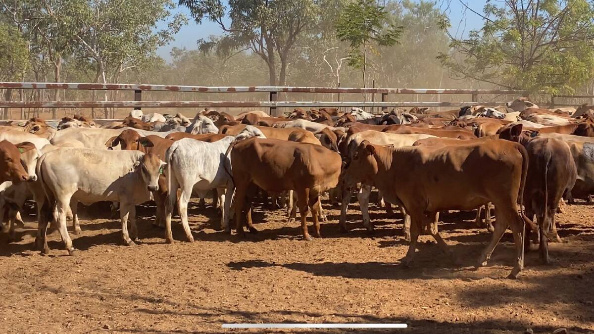 Some of the cattle that will be for sale at Longreach at the June 3 sale. Pictures: supplied