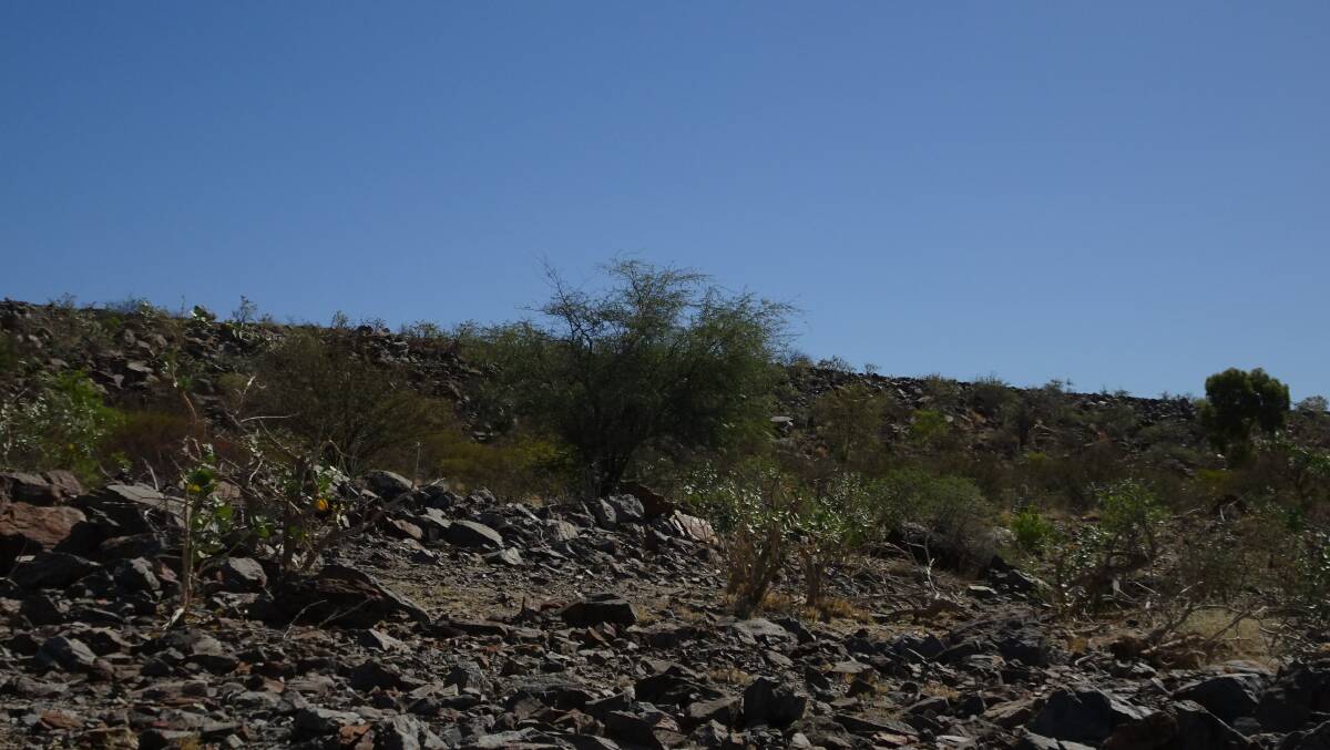 Mesquite was originally planted to stabilise the Mary Kathleen uranium mine tailings dam rehabilitation work.