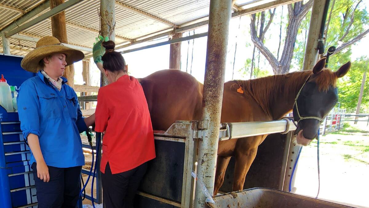 Vet nurse Gemma Lees and Dr Keely Aquis undertaking an artificial insemination procedure with a mare at the equine reproductive facility at the Clermont Veterinary Clinic.
