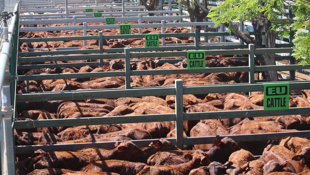 Some of the EU lines of Alice Downs heifers, based on Forest Park blood, penned for sale at Blackall.
