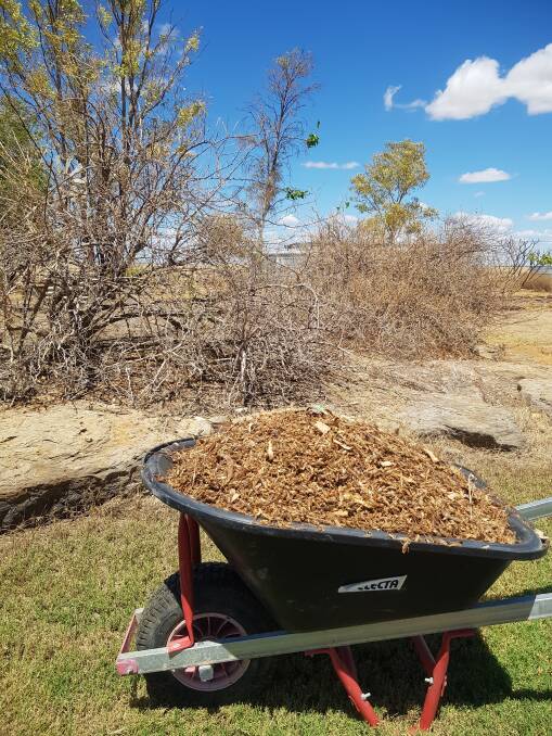 A wheelbarrow load of grasshoppers raked up from a 15m bed along the front of the Lorraine Station homestead.