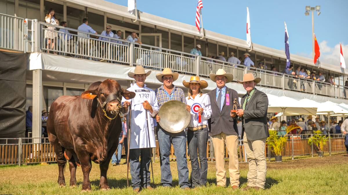 Grand champion Santa Gertudis bull, Waco Massi, held by stud principal David Bassingthwaighte, with trophy donors Scott and Rebecca Dunlop, judge David Bondfield, and Landmark's Colby Ede. Photo - Kelly Butterworth.