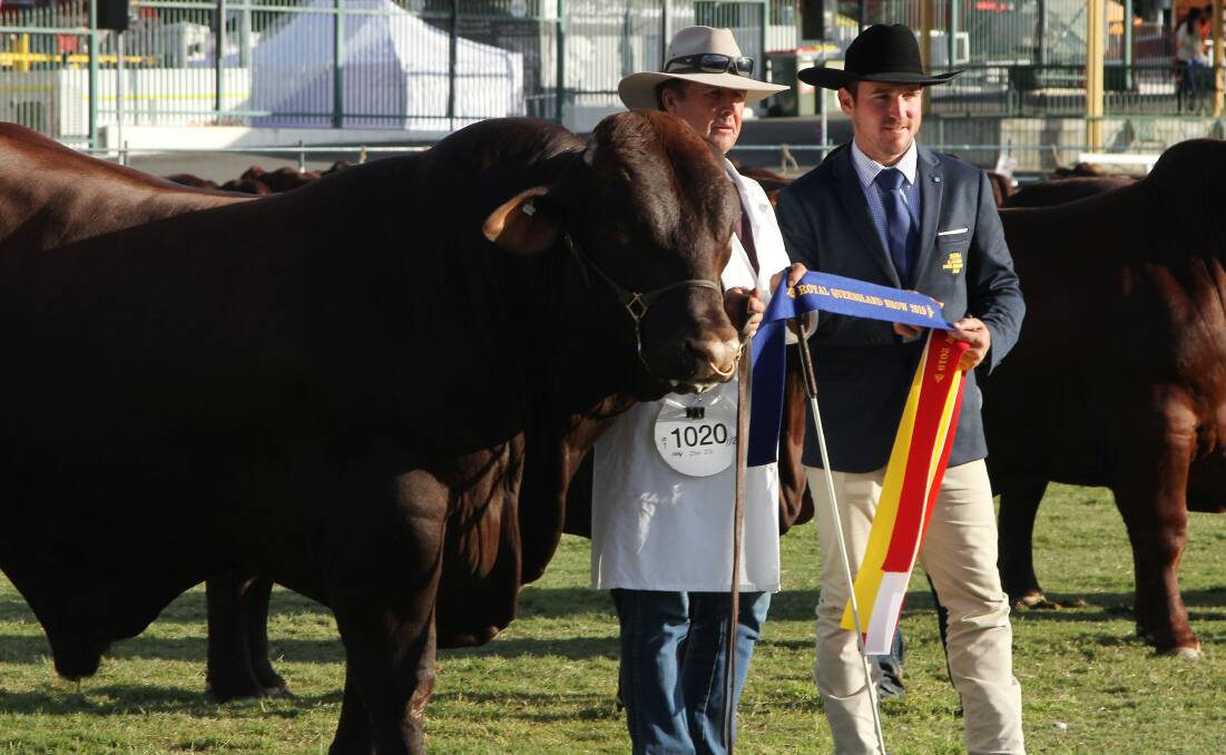 Presenting ribbons was one of Robert Murphy's jobs at the Ekka, this one to Rosehill Nathan, shown by John and Rosemaree McCarthy, Clifton.