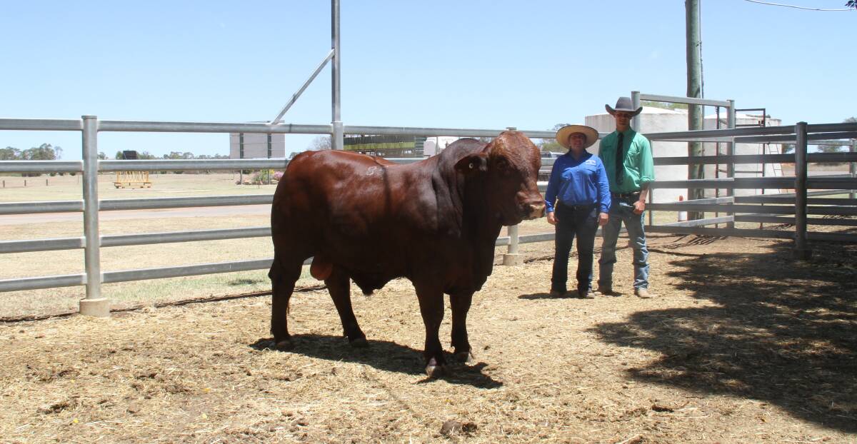 The top priced Forest Park bull with vendor Liz Allen and Sam Curran, Longreach, representing his mother Mandy Curran, the purchaser of the bull. Picture supplied.