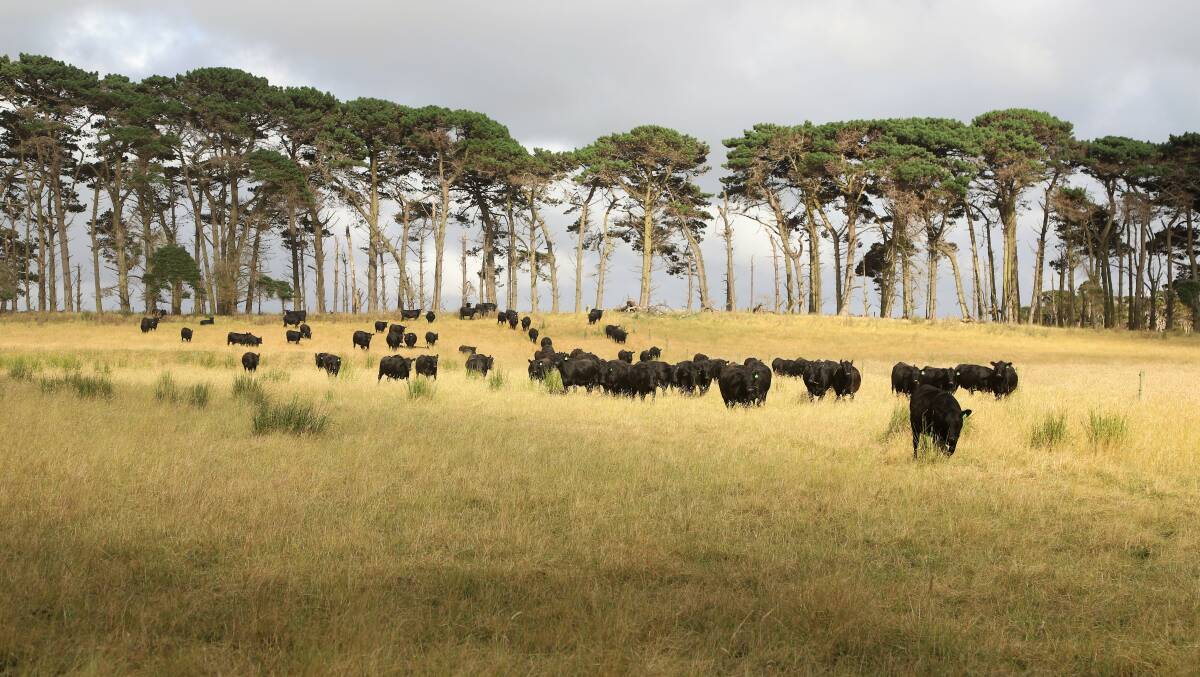 A typical King Island scene on the Raff's property.