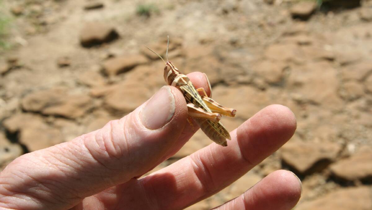 One of the four grasshopper species so far identified at work in western Queensland. Picture - DAF.