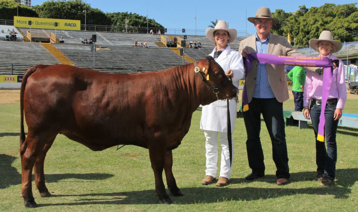 Pictured with champion Senepol cow, Silverleigh Cher, are handler Katelyn Osborne, owner Gary Porter, and Hanna Redding, representing fitting service, Wilsonton State High School, Toowoomba.