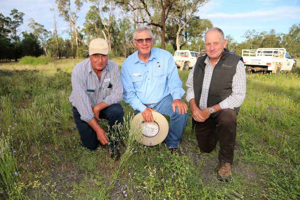 Mitchell cattle producers Rob Cornish, Bim Struss and Ken Syme inspecting immature pimelea plants during the field day at Begonia. Picture: Sally Gall