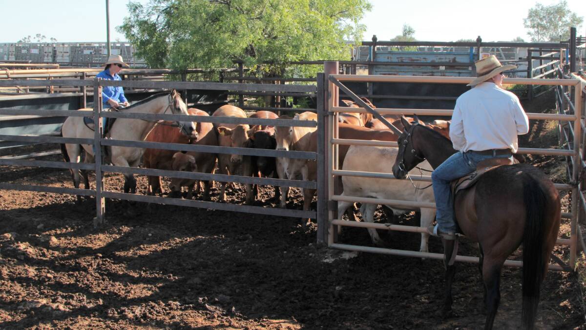 Andrew and Carolyn Burns bought the Quilpie yards from Aurizon last year and are among those most happy to see rail back in favour for moving cattle.