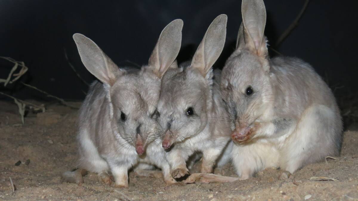 The greater bilby.