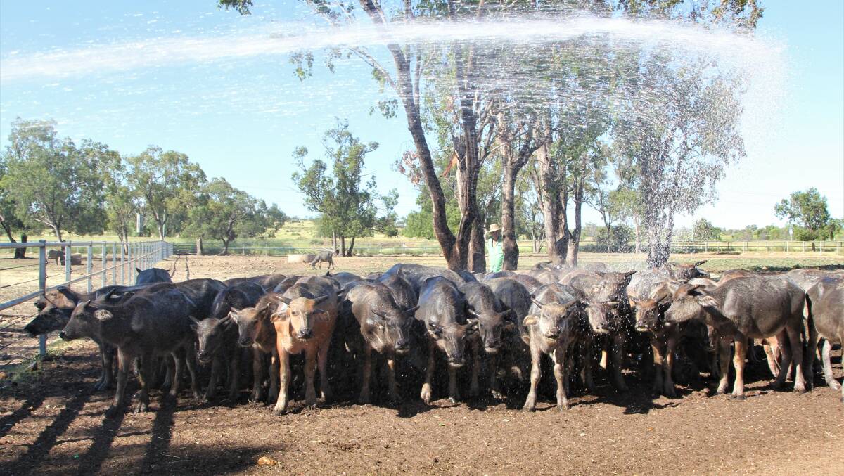 Some of the young male buffalo enjoying a hose down at the Roma Saleyard. Pictures: Sally Gall
