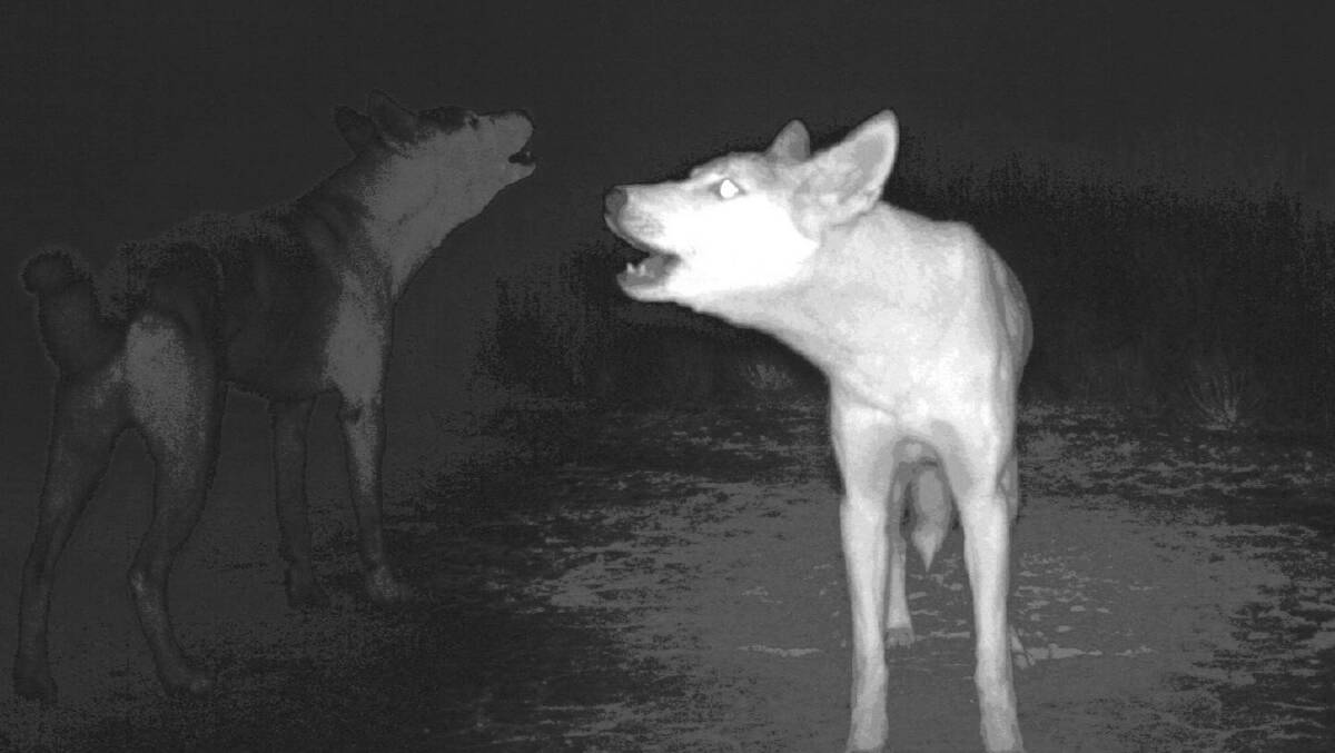 Dingo research called out in new findings
