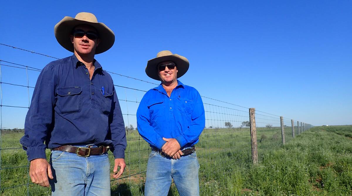 Wooden wonder: Tom and Ben Chandler, Barcaldine, are confident their fence investment will greatly increase the fertility of their ewes and their productivity.