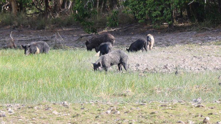 Call for serious investment in FNQ feral pig control