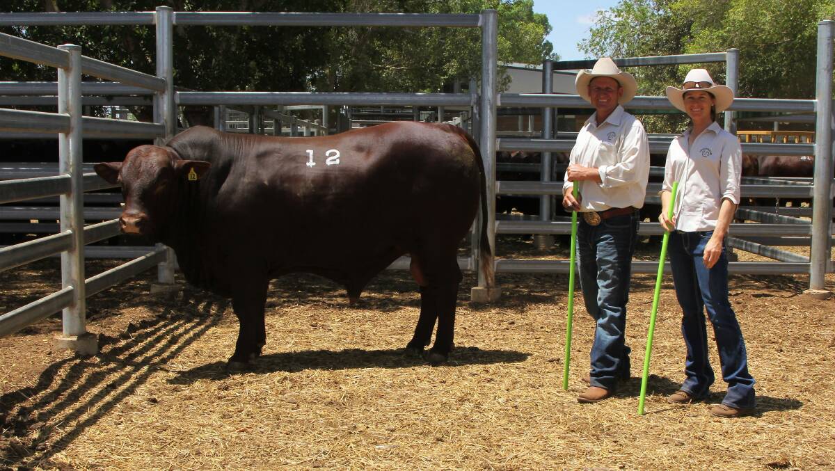 Drensmaine's Matt Sargood and Katie Cann with the Barcoo Breeders top priced bull, Drensmaine Guard.