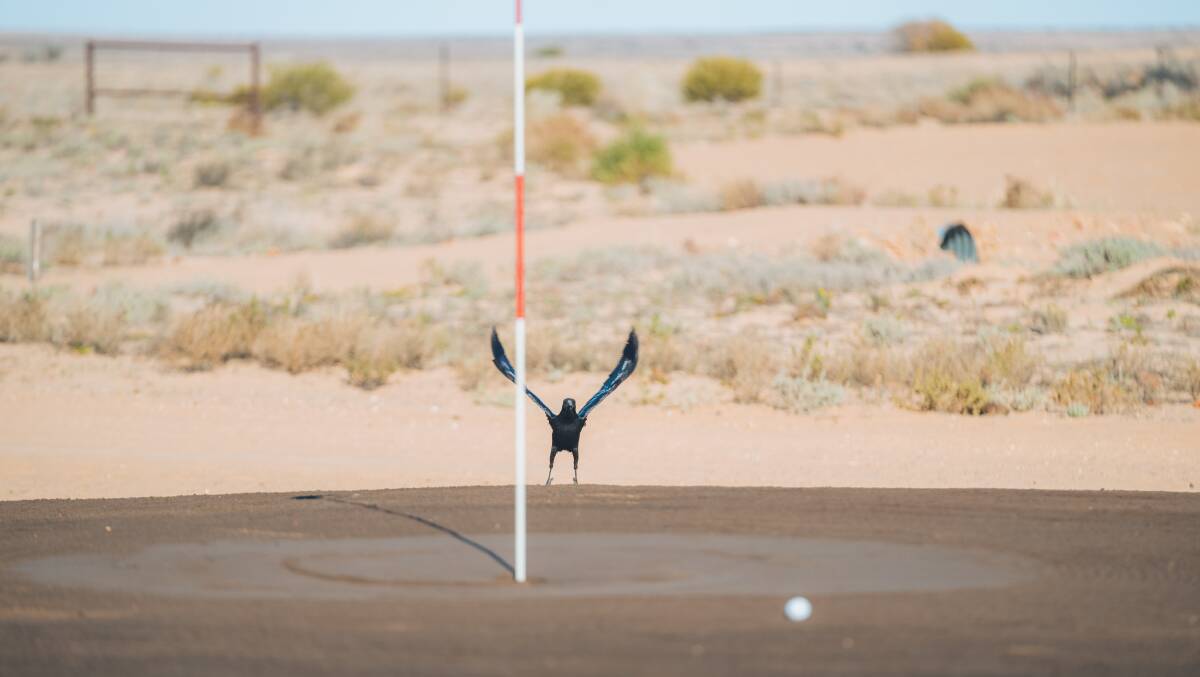 Crows and other birds are another hazard on the Birdsville course, waiting to pounce on balls on the course.