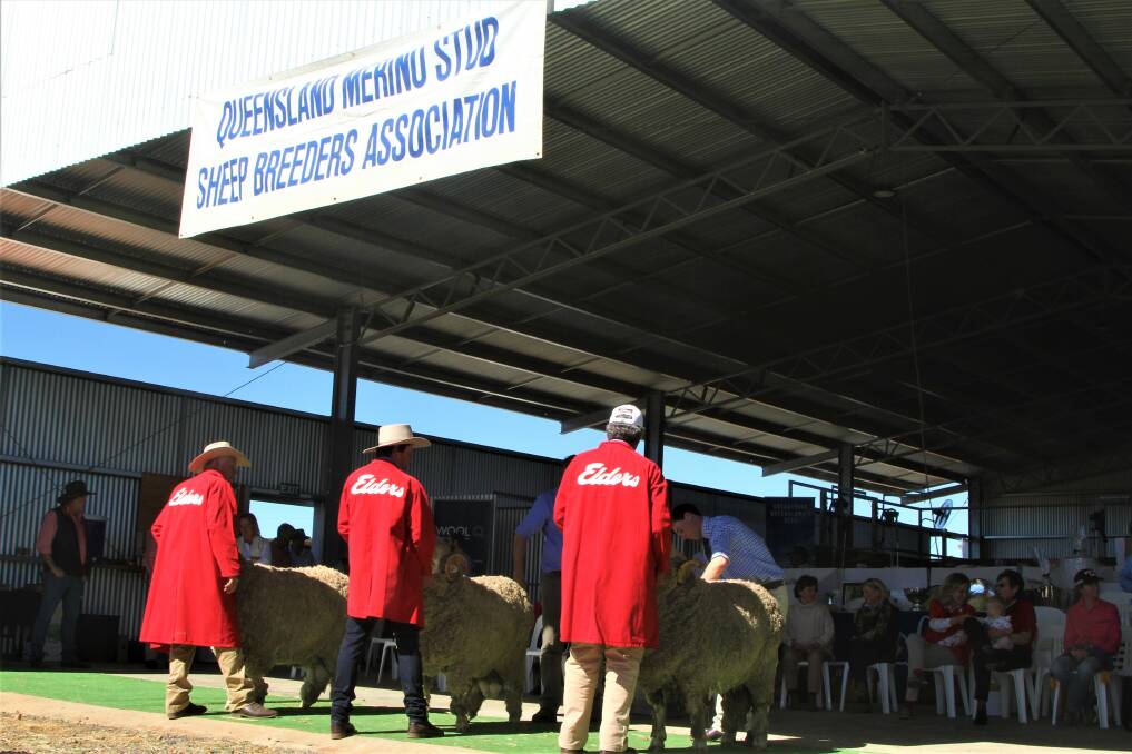 The wide wool room of the Baynham shearing shed was put to use as the judging area for the show.