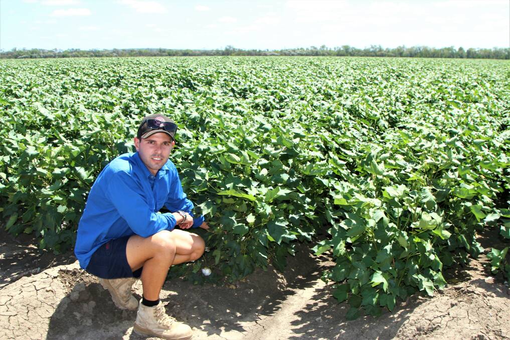 Risk and reward: Oliver Volck inspects the growth of the cotton crop at Clearview farm at Emerald. Picture: Sally Gall.