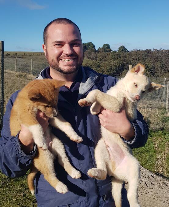 CQUniversity senior lecturer in psychology, Dr Bradley Smith, is also the scientific director of the Australian Dingo Foundation.