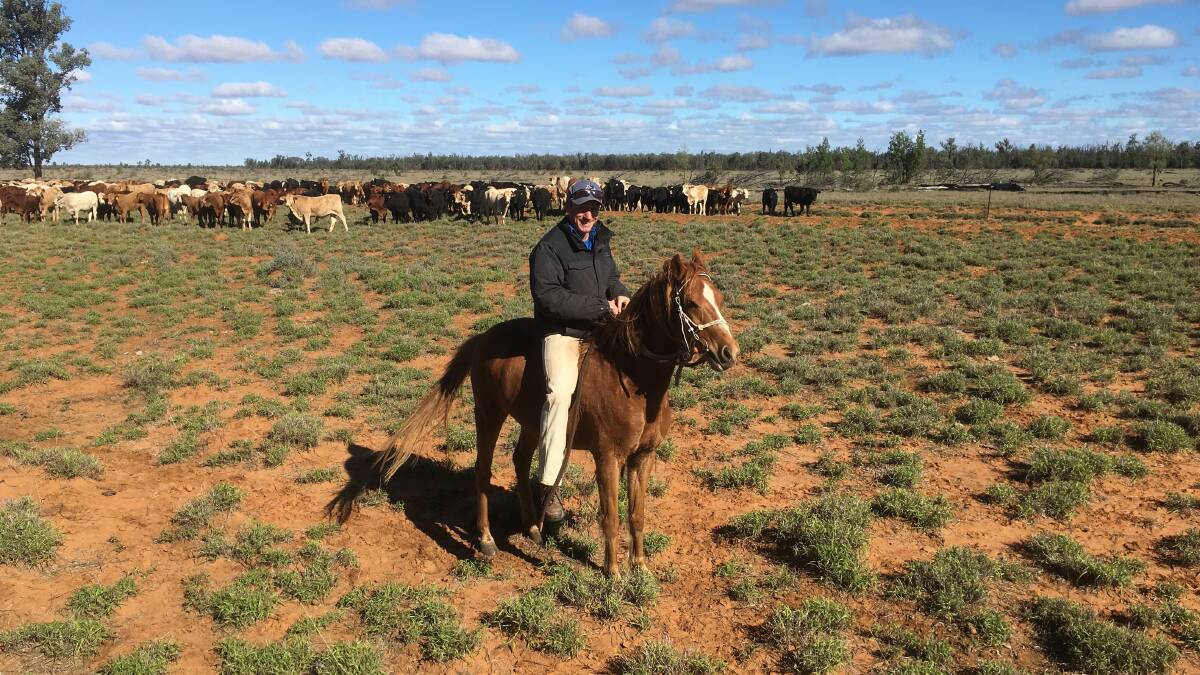 Mongolian muster: Will Comiskey has been mustering his cattle, such as these at Weeallah station, St George, on horseback at every opportunity to get fit for his tilt at the Mongol Derby. Photo: contributed.