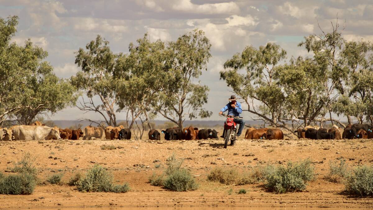 Charlie Dearden holding the lead of a mob of cows and calves at Yambutta. Pictures: Jemma Hacker