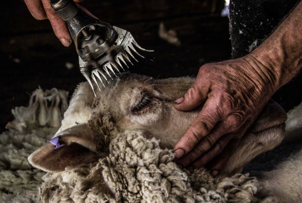 Titled Diligence, one of Chantel's close-up photographs that depicts the care taken in the shearing industry.