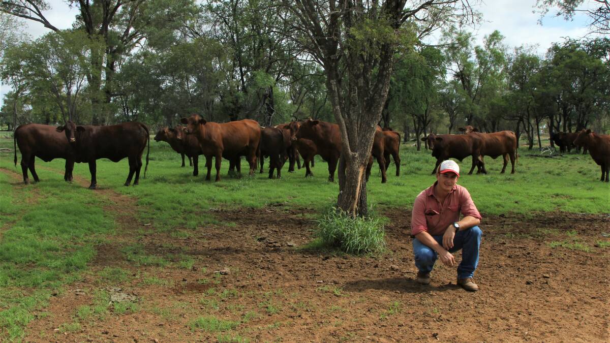 Alec Walker with some of the No 8 and 9 cull heifers that will soon be moved onto the forage sorghum crop.