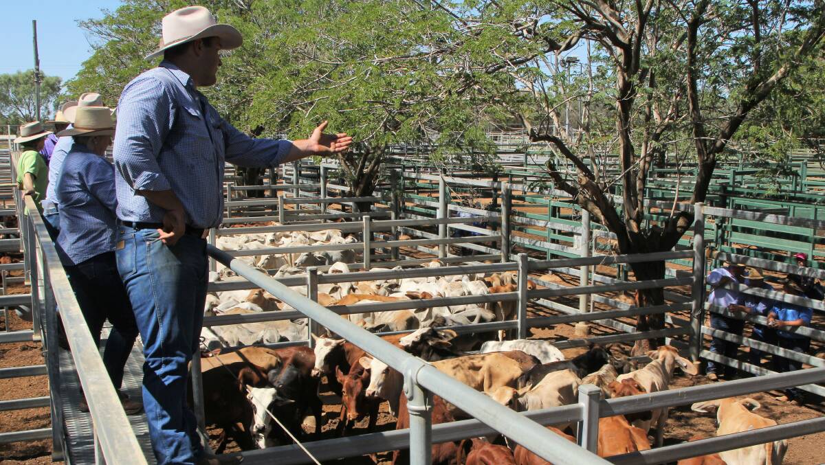 Sale-o: Blackall GDL agent Cody Trost on the catwalk at Blackall. The branch marketed around 1400 head of cattle from Alice Springs at the Thursday sale. Picture: Sally Cripps.
