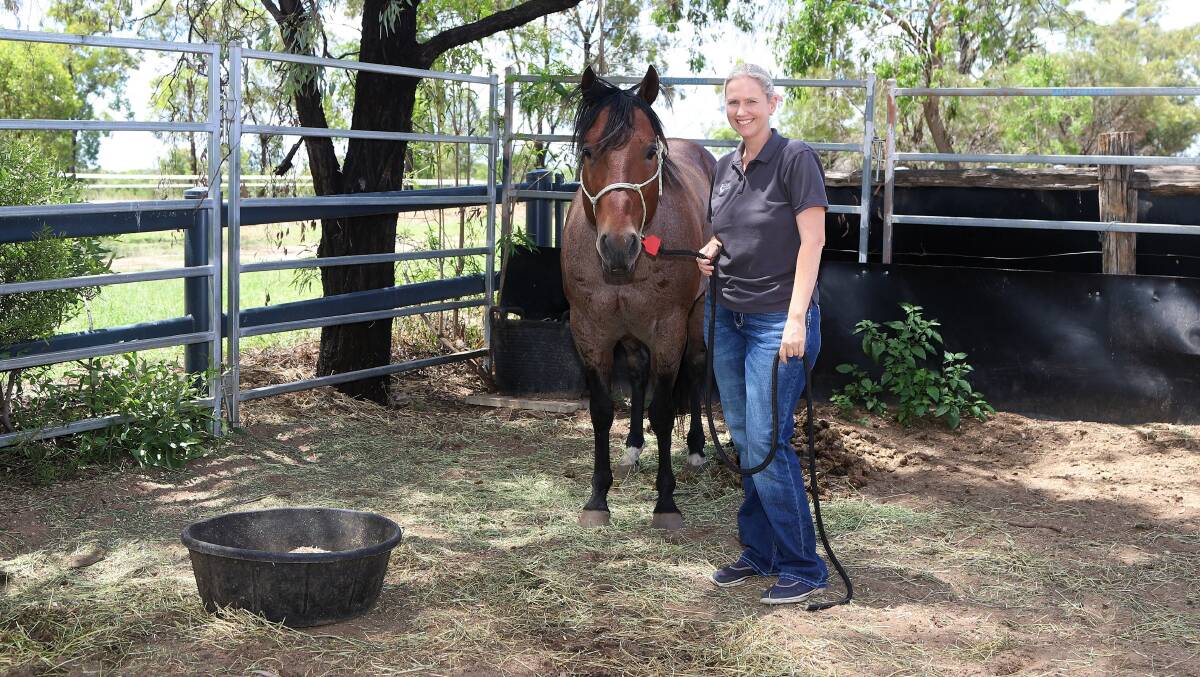 Dr Tess Salmond takes food to A Streak of Morn, a stallion from Charleville at the Clermont equine breeding centre, which has 33 horses, including three stallions, currently on site. Pictures: Sally Gall