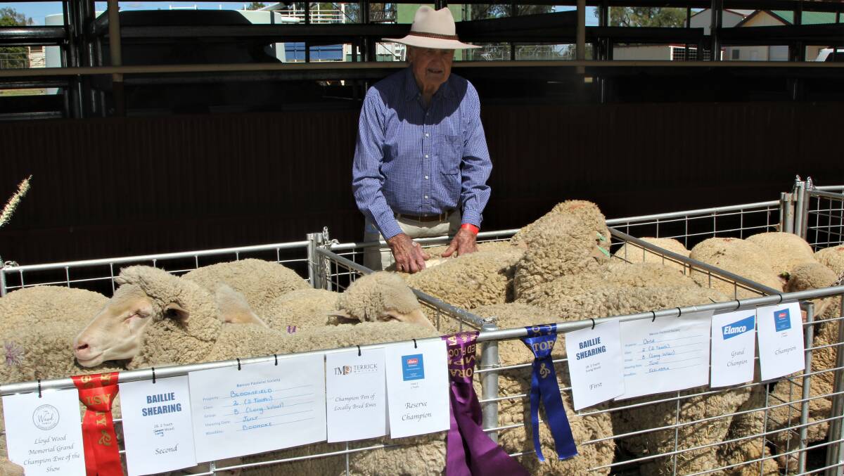 Peter Harvey continues to have a strong interest in the Merino industry, checking out the grand champion pen of flock ewes, from Oma at Isisford, at the Blackall Show.