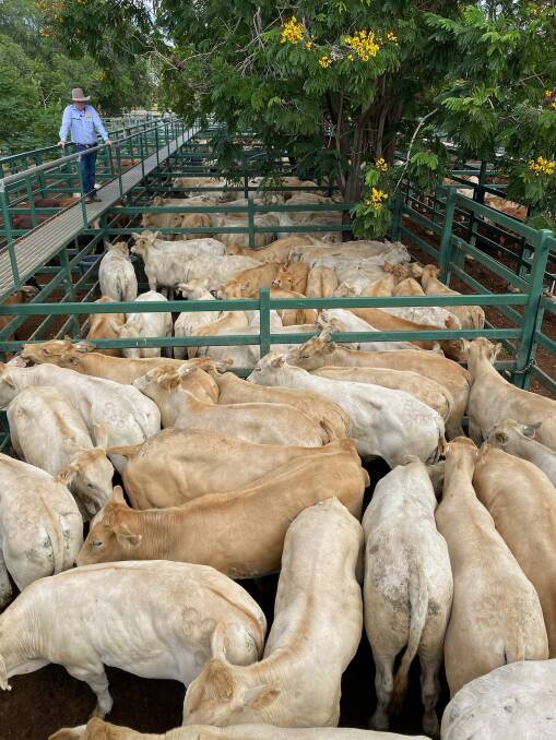 Ray White Livestock's Paton Fitzsimon at the Blackall weaner sale with a pen of Charolais feeder steers weighing 410kg, on account of BG & JM O'Dell, Toarbee, Jericho, that made 462c/kg and returned $1896. Picture supplied.