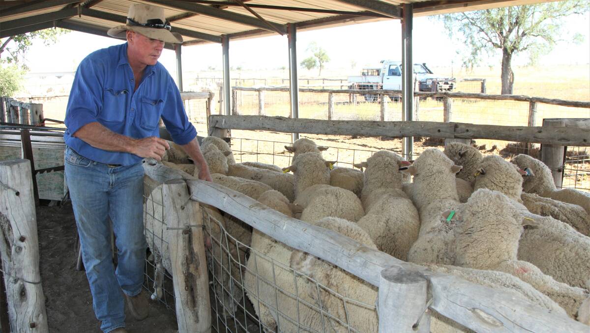 Barcaldine Downs manager Dennis Allpass helps sort stud ewes for a business-as-usual approach. Mr Allpass said a September ram sale remained a firm date on the property's calendar.