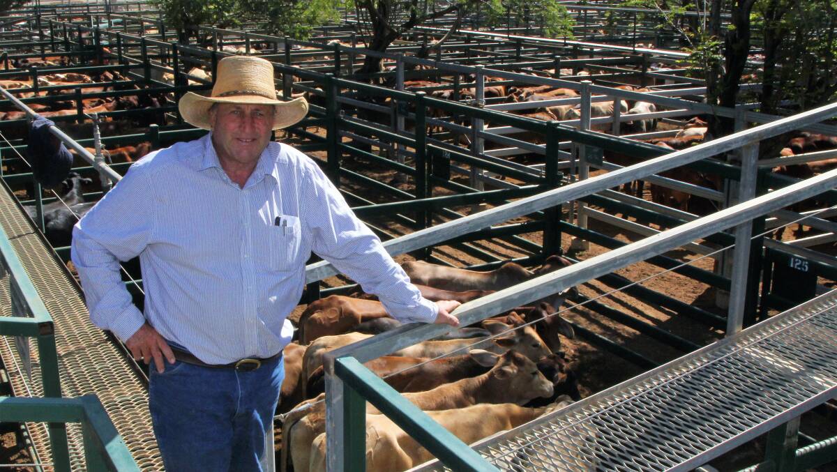 Coming and going: Russell Hawkins, Dumfries, Blackall sold empty cows and heifers and picked up weaner steers at the Blackall sale. Picture: Sally Cripps.