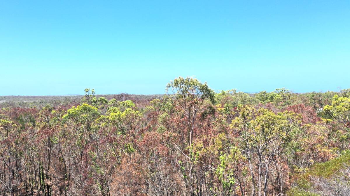 Tree tops at Deepwater National Park show the effects of the November-December 2018 bushfires.