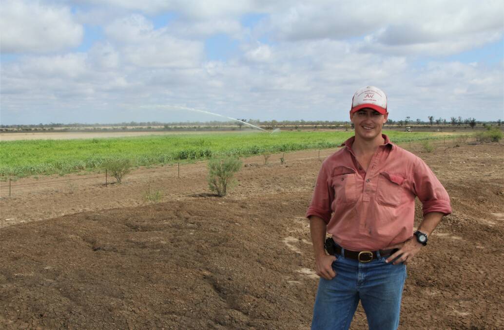 Feed solution: Alec 'Butch' Walker and the forage sorghum crop irrigated by artesian water at Gillespie, Blackall, that he plans to let cull heifers onto shortly. Pictures: Sally Gall.