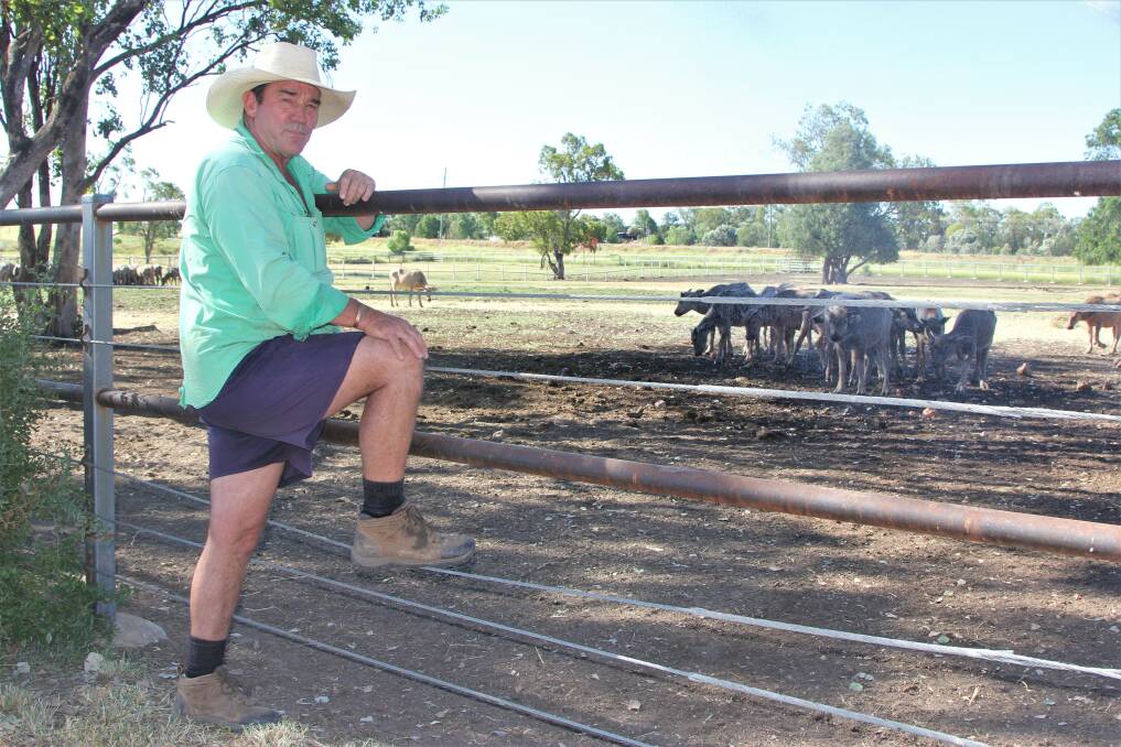 Roma livestock agent Jack Clancy, Ray White Rural, looks over some of the weaner buffalo for sale.