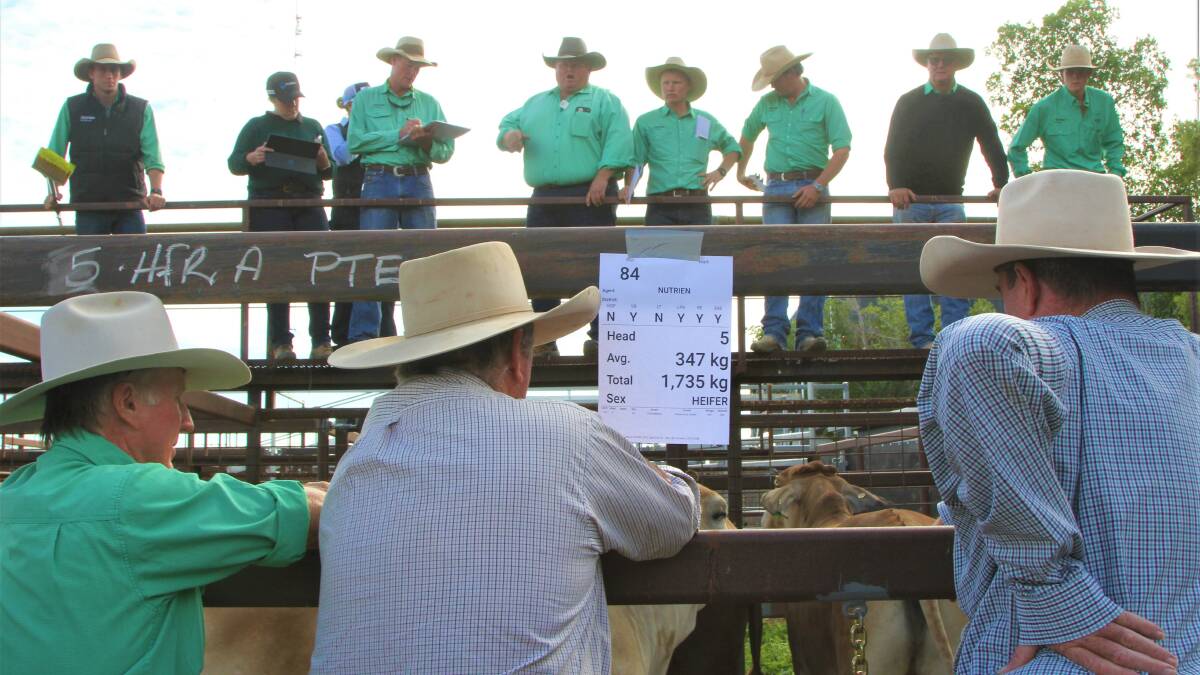 Nearly 150 lots were sold outside in the pens, with weights displayed.