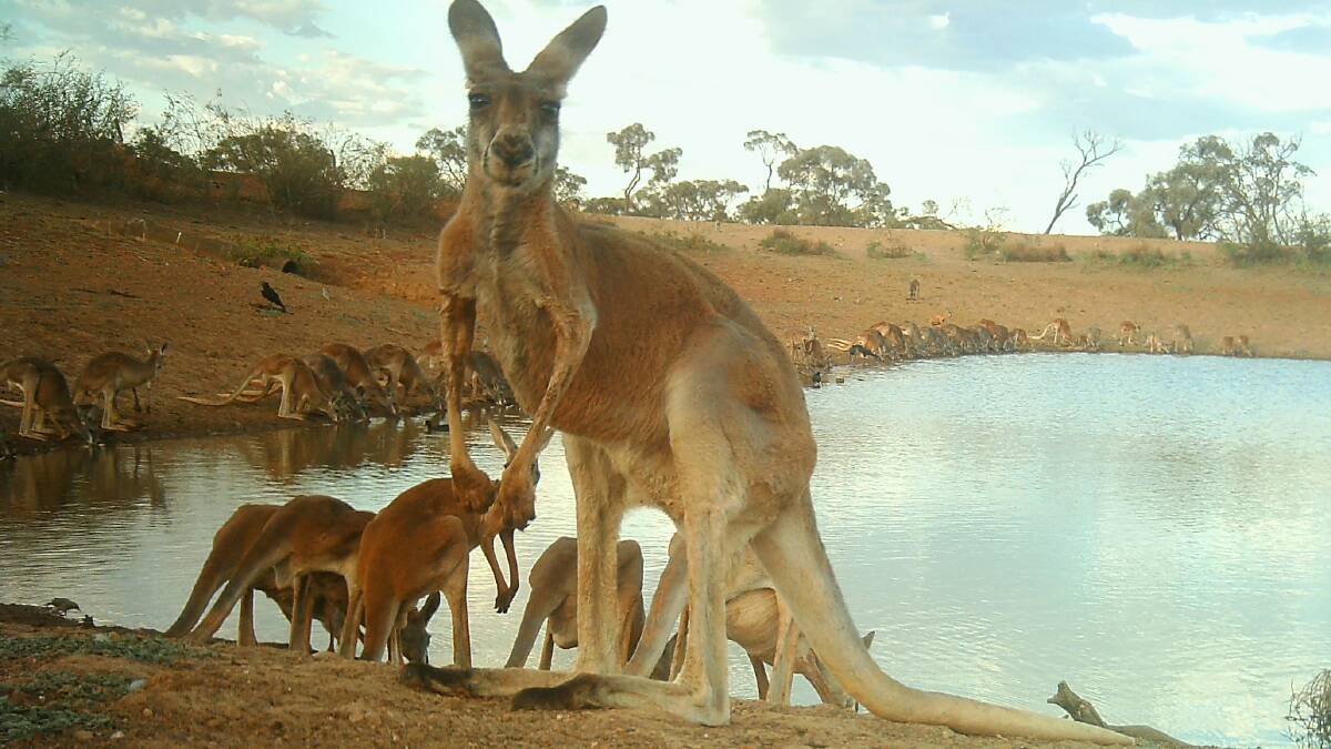 Wendy Sheehan's motion sensor camera picture from a dam on her property at Trinidad, Quilpie, had over 400 social media shares in a month. She said it was impossible to count how many macropods were drinking at any one time.