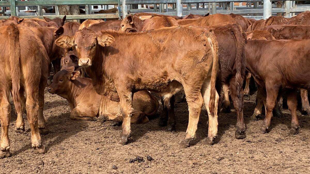 A section of the pen of Droughtmaster steers in the below 220kg category that topped Thursday's Blackall sale at 654.2c/kg.