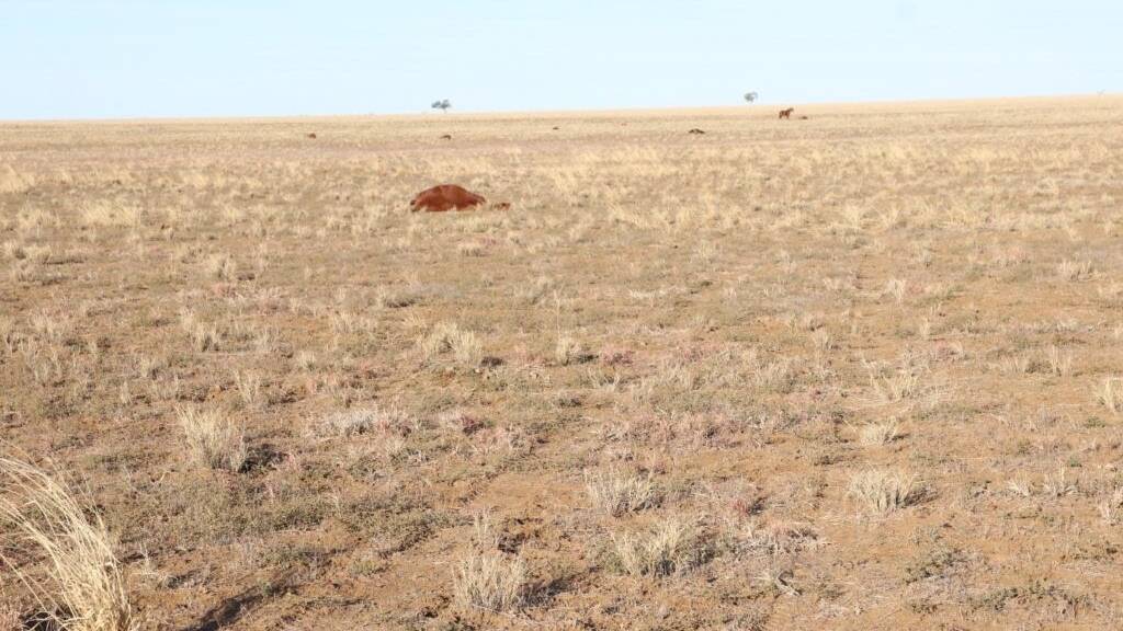 The paddock on Yanburra Station where the horses were discovered shot.
