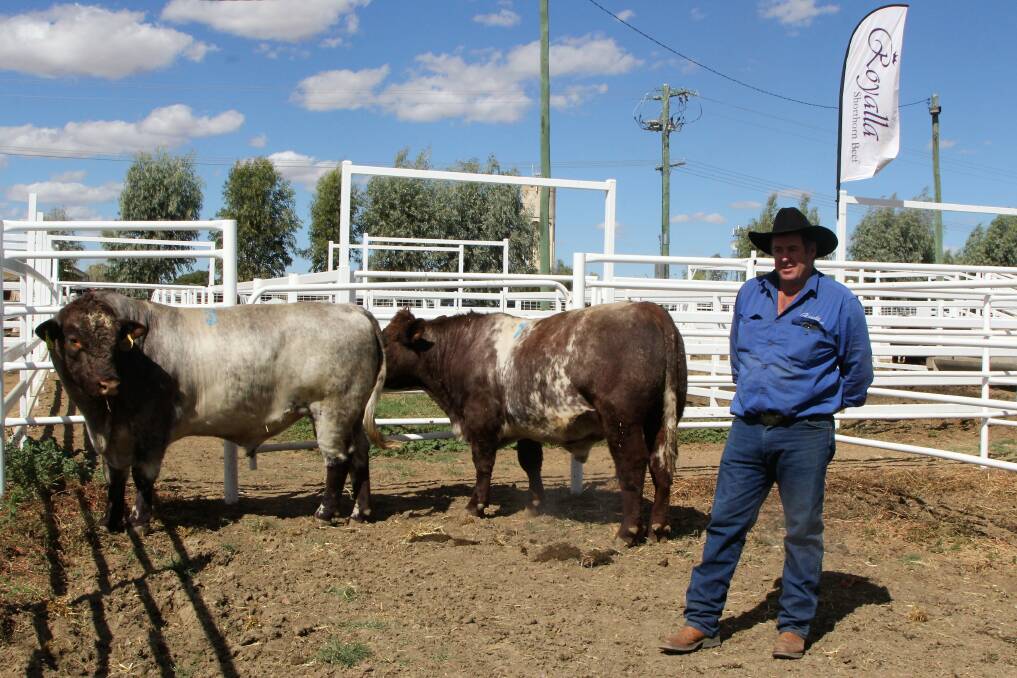 Shorthorn showing: Royalla stud principal, Nick Job, and two of the bulls he offered for sale at Longreach, which brought unprecedented prices for his sales in the region. Picture: Sally Cripps.