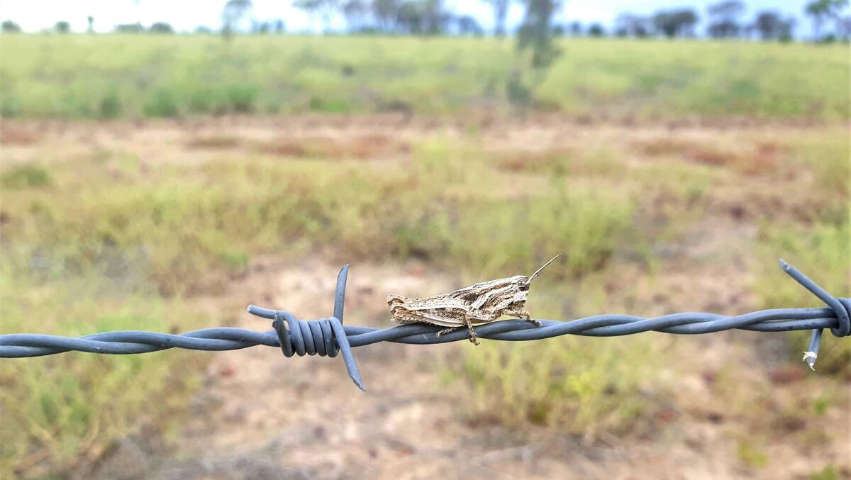 Grasshoppers are decimating pasture in western Queensland for the third year in a row.