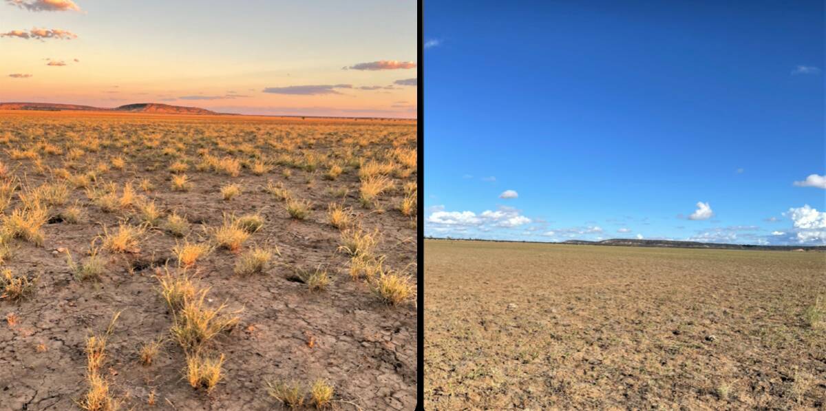 The contrast in paddocks on Gideon Park 17km south of Winton, photographed by Eugenie Cluff at the end of March.