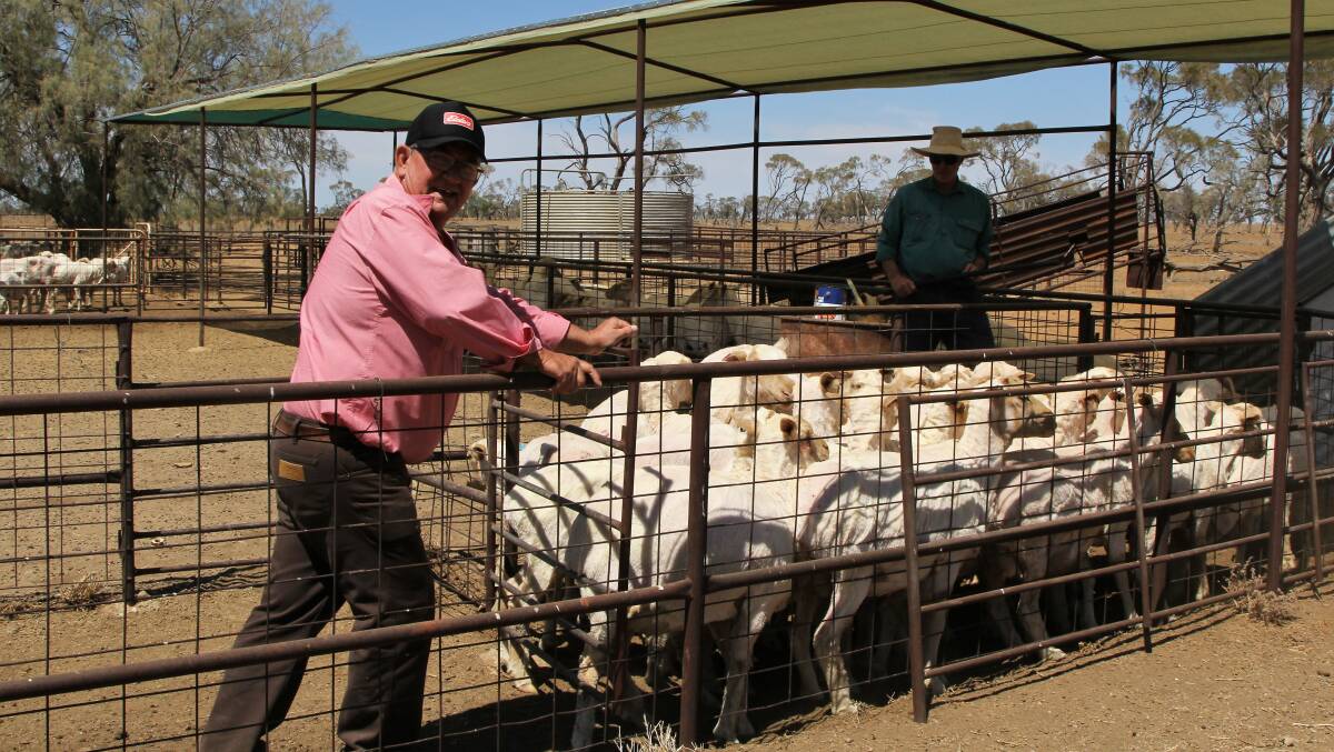Elders representative, John Landers, helping yard shorn Laidlaw sheep for post-shearing treatments.
