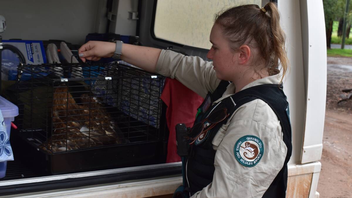 A QPWS wildlife officer with a juvenile whistling kite after its seizure from an unlicenced person. Picture supplied.