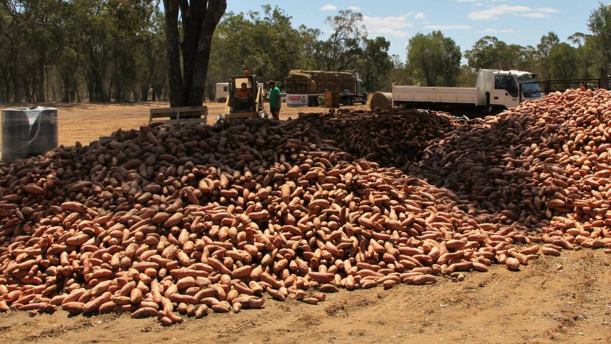Sweet relief: Mounds of sweet potato seconds ready for collection to feed to stock at Jericho. Picture: Sally Cripps.
